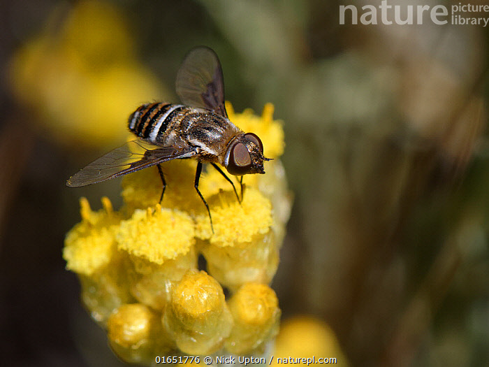 Nature Picture Library Bee Fly Exhyalanthrax Afer Nectaring On Eternal Everlasting Flower Helichrysum Stoechas Clump Flowering On Sand Dunes Mondrago Natural Park Majorca South Coast May Nick Upton