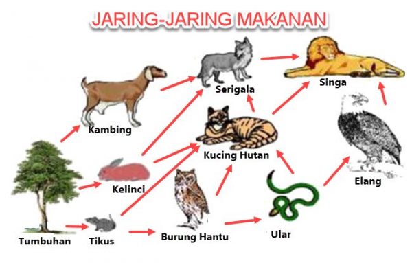 10+ Contoh Jaring-jaring Makanan & Penjelasannya (Lengkap)