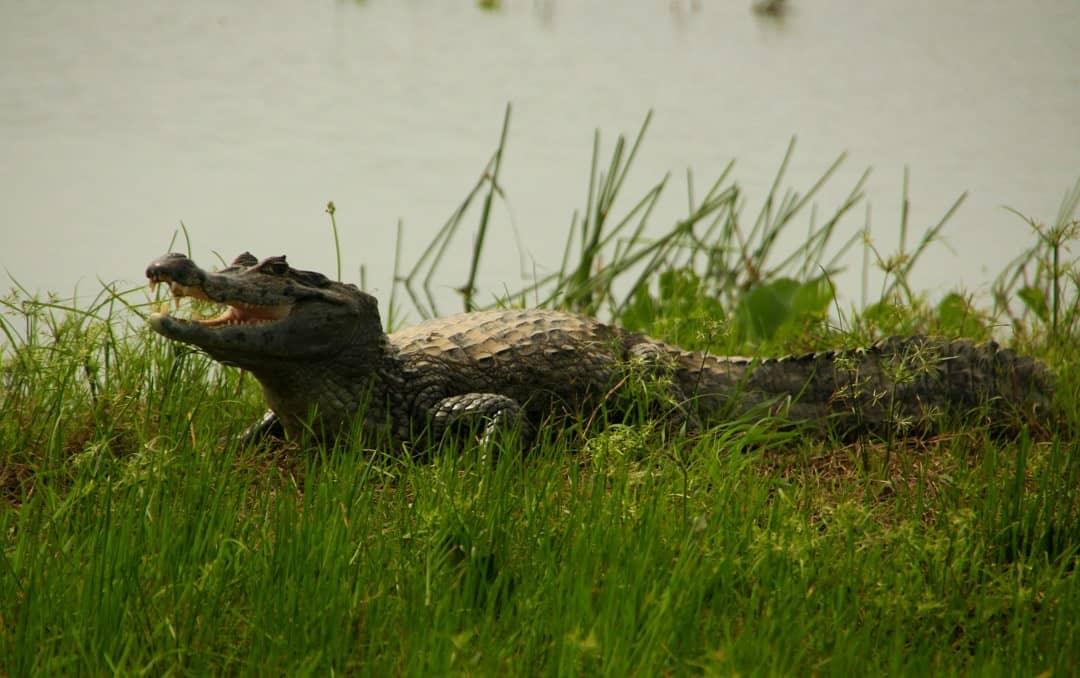 10 BEST Places to Visit in Venezuela in 2026 (Plus Tips) 10 A Crocodile In The Orinoco River Delta, Venezuela