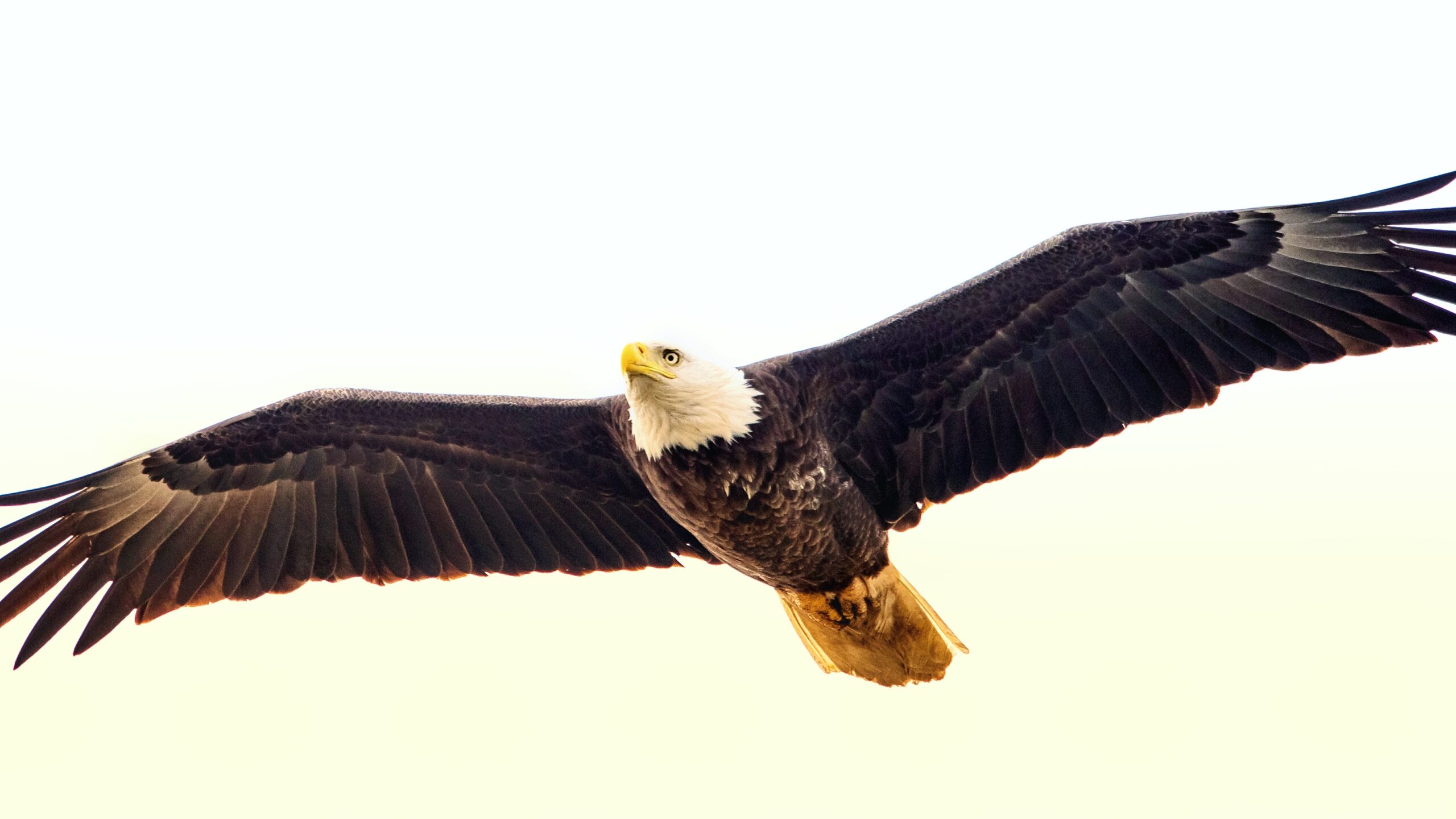 The Ohio Bald Eagle Recovery: A Success Story - Ohio History Connection Pic of eagle