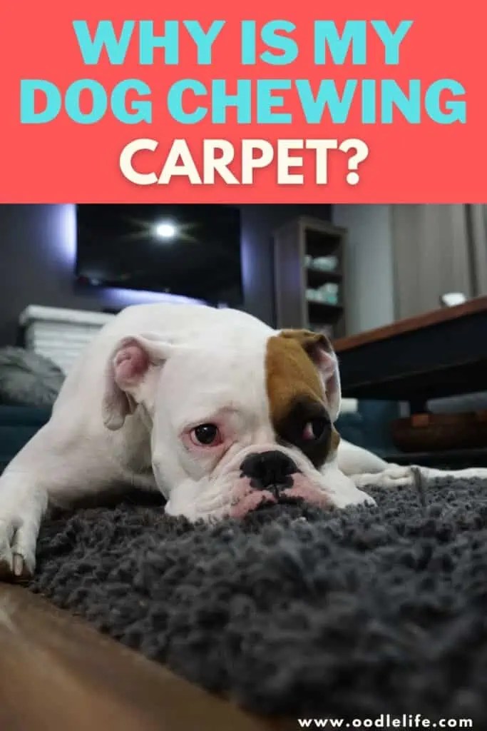Why Is My Dog Chewing Carpet How To Stop Oodle Life