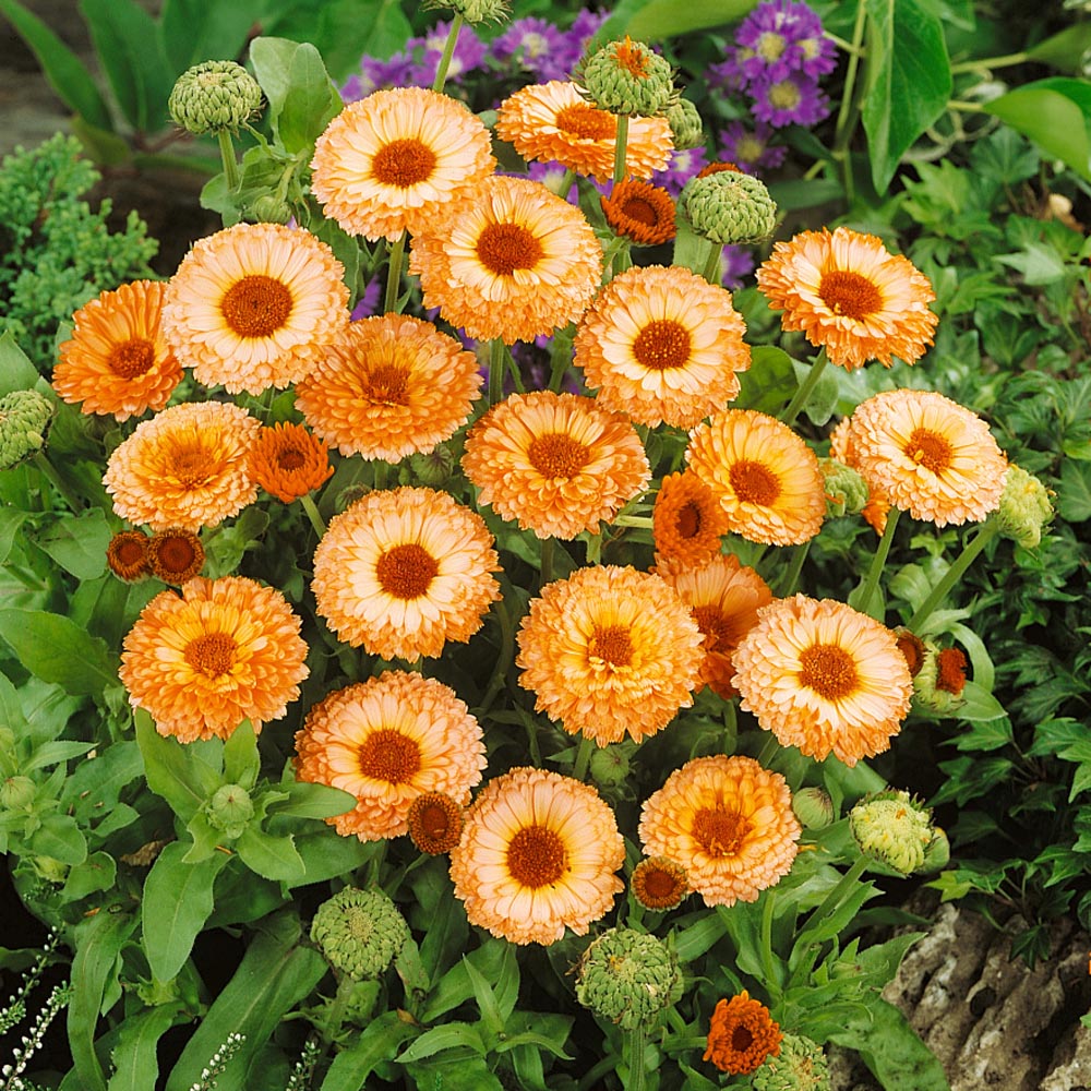 Pink surprise calendula