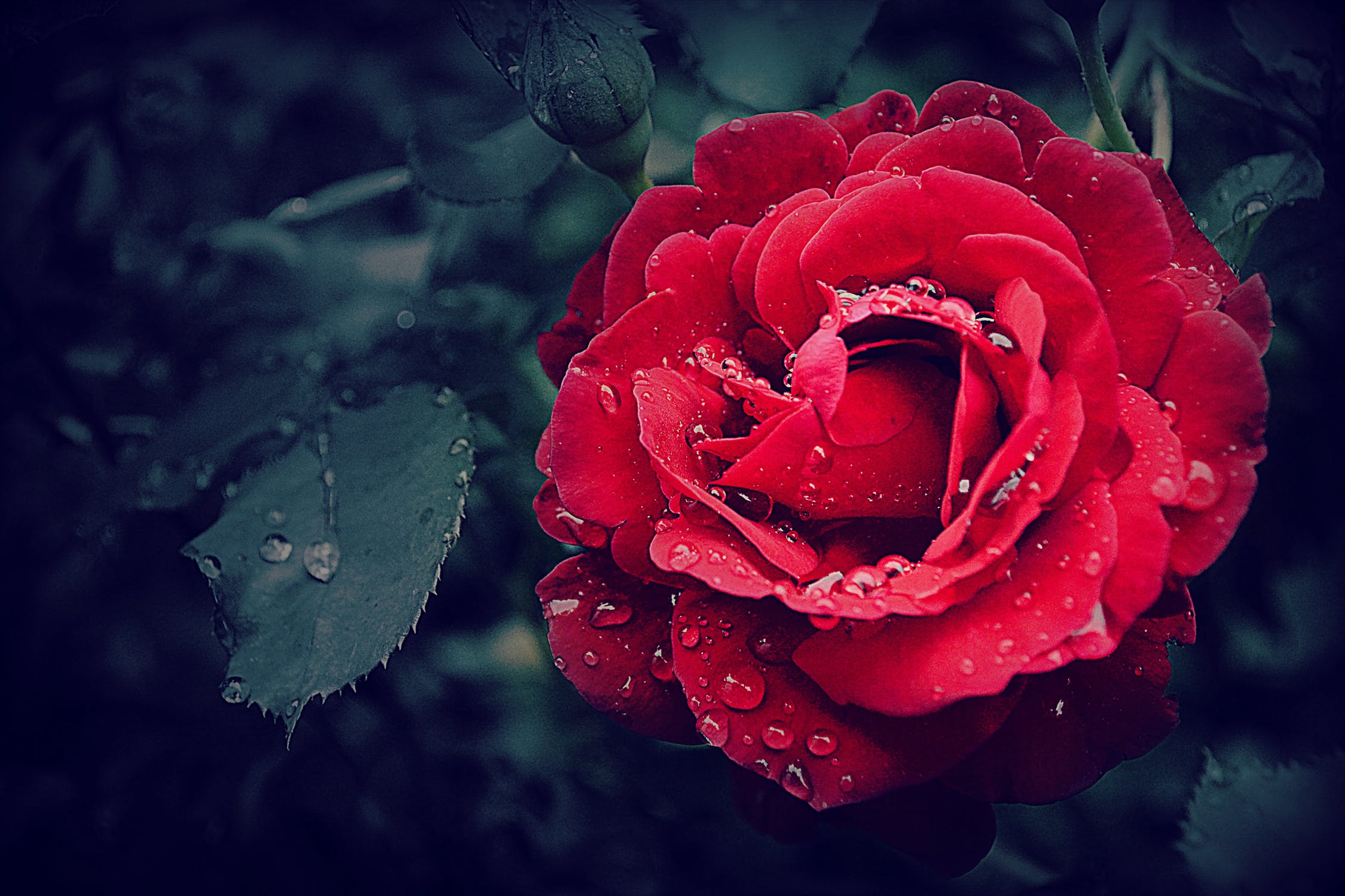 Le Langage Des Fleurs En Amour Quelle Fleur Pour Quel Message Parler D Amour