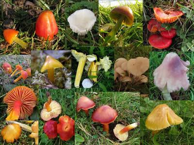 Definisi Fungi - Pasundan Ekspres