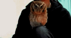 29 Surprisingly Delightful Owl Gifs