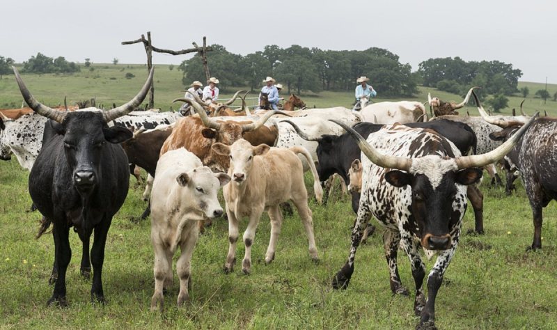 Ganaderos en Estados Unidos rechazan políticas de exportación de carne argentina – PerúInforma