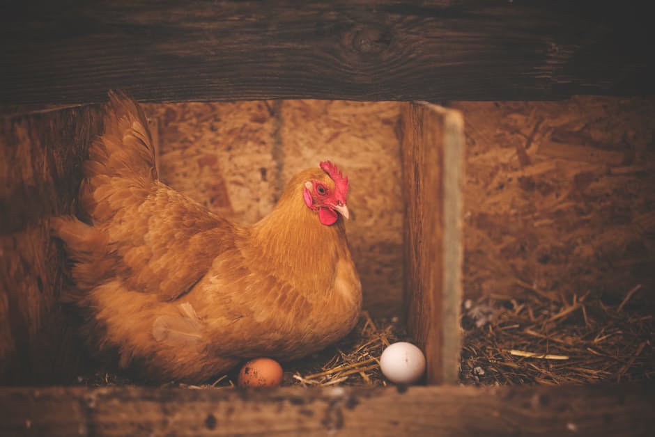 Réussir son élevage de poules pondeuses BIO - Petits Producteurs Bio