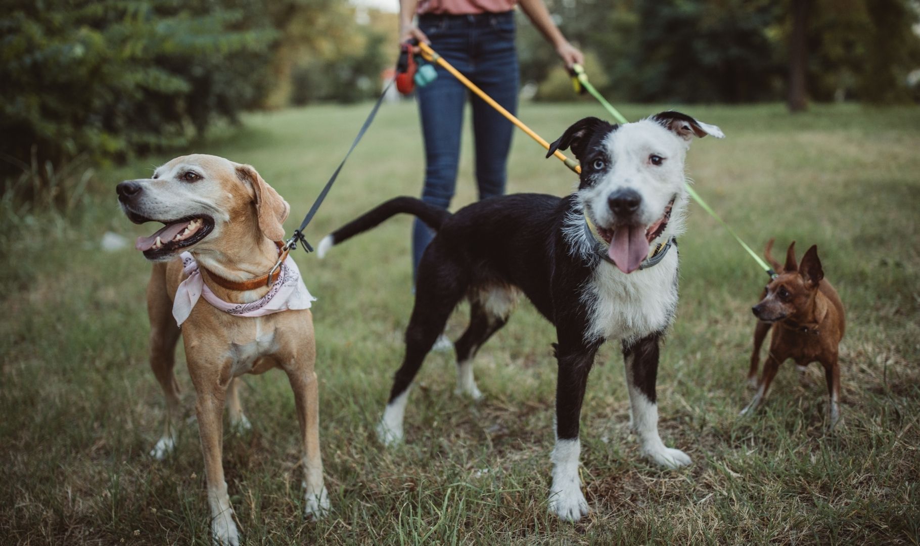 Cosa Fa E Quanto Guadagna Un Dog Sitter? - Pet Vip 1080_x_1820_jpg