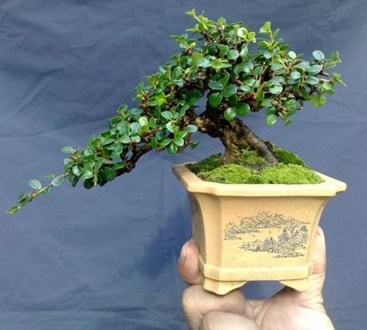 Tahukah Kamu Ini Dia Bonsai Beringin Termahal? - Pinhome