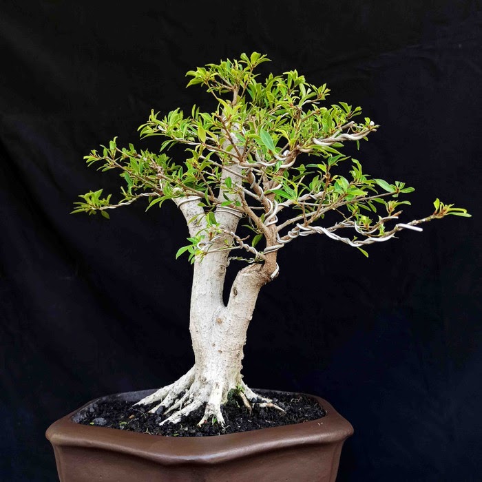 Tahukah Kamu Ini Dia Bonsai Beringin Termahal? - Pinhome