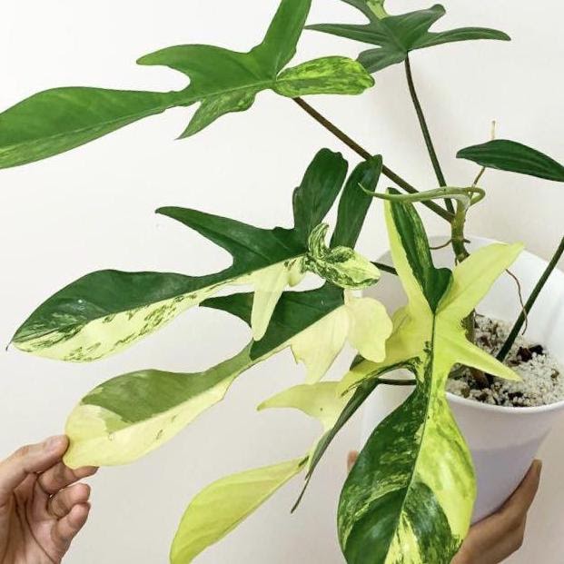 Jenis Philodendron Termahal Hingga Termurah untuk Taman Rumah