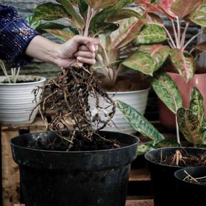 Cara Memperbanyak Tanaman Aglonema – Planteria.id