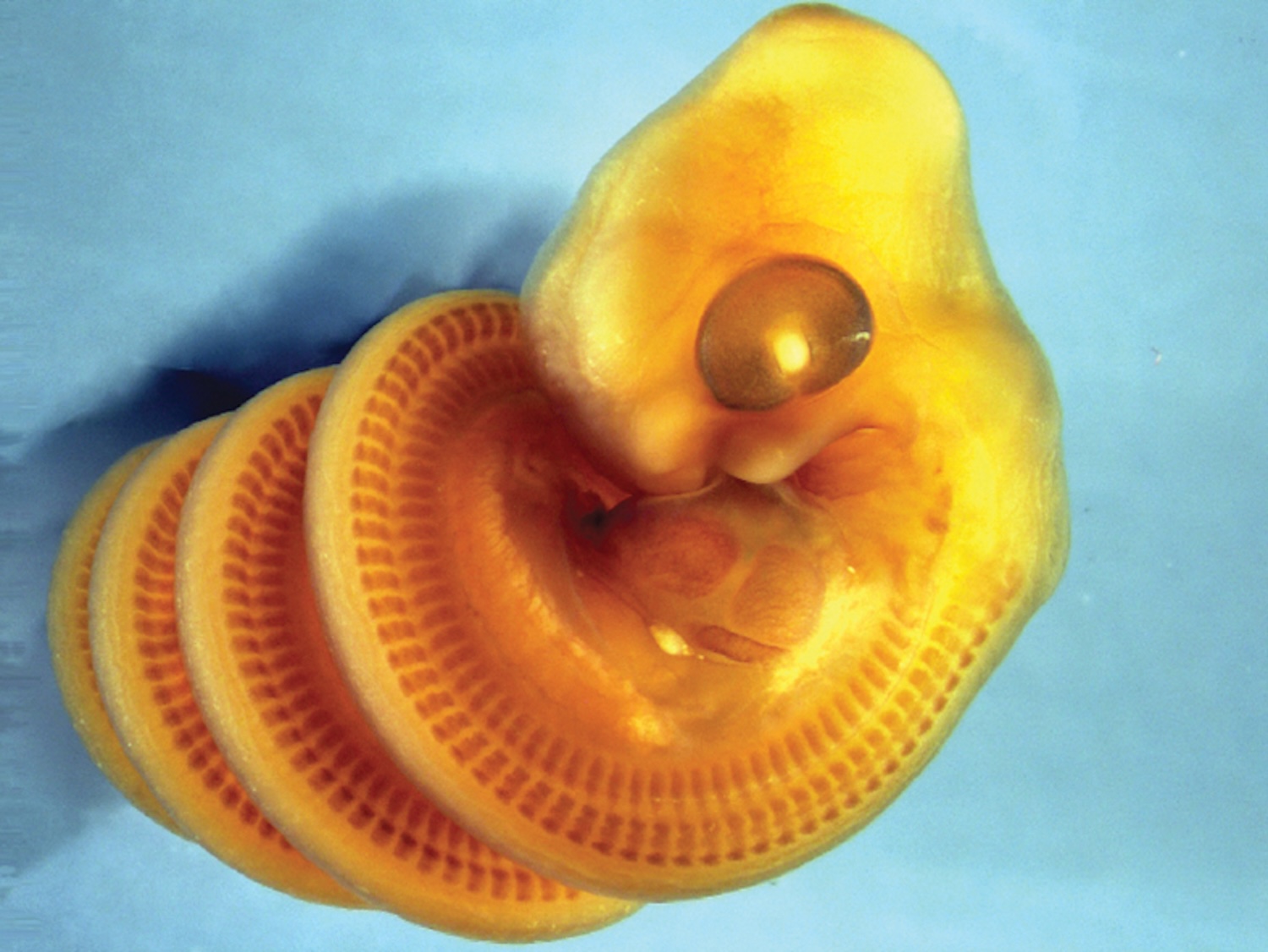 Biologists discover why snake embryos always coil to the right
