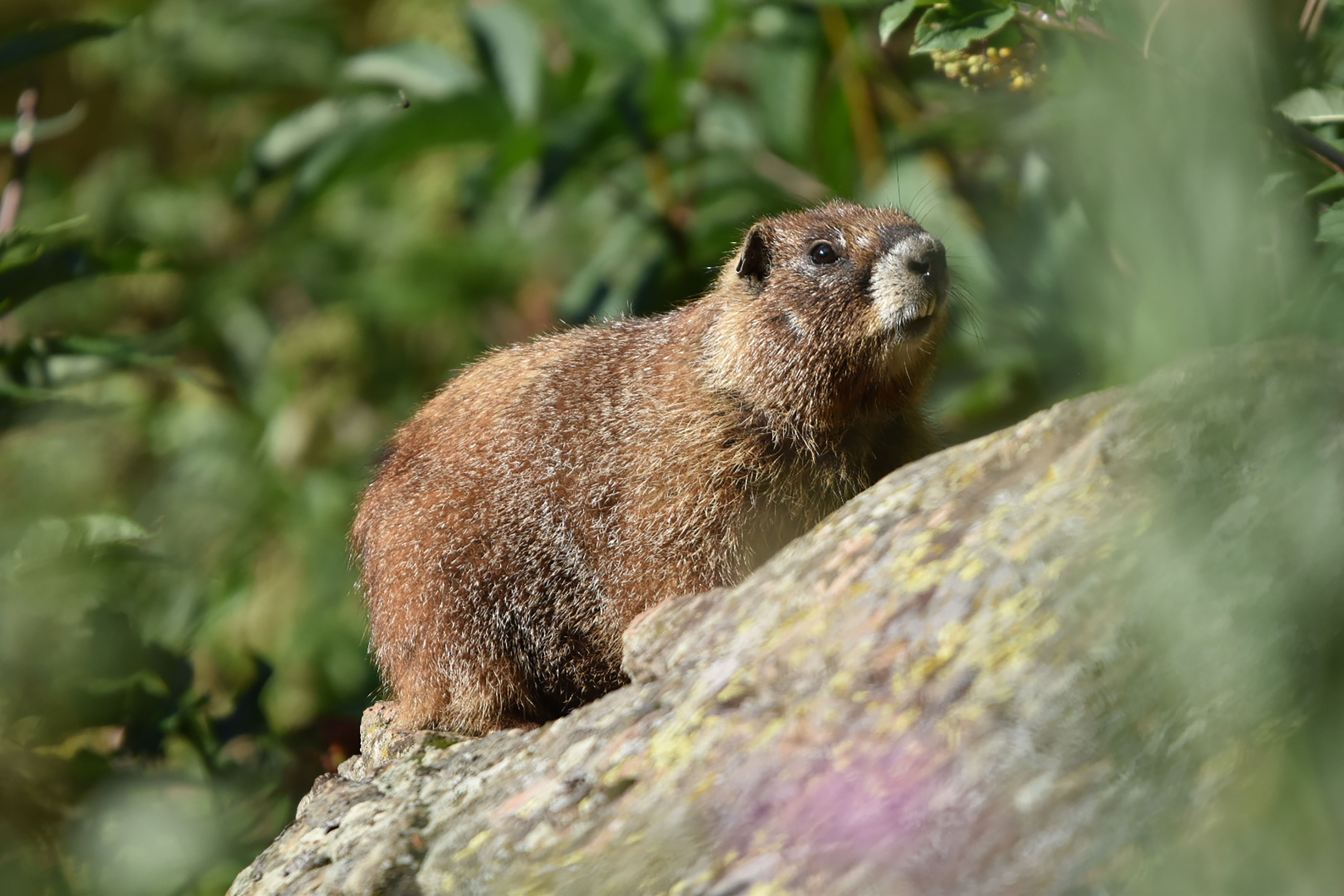 Vote for your favorite chonky rodent during Fat Marmot Week