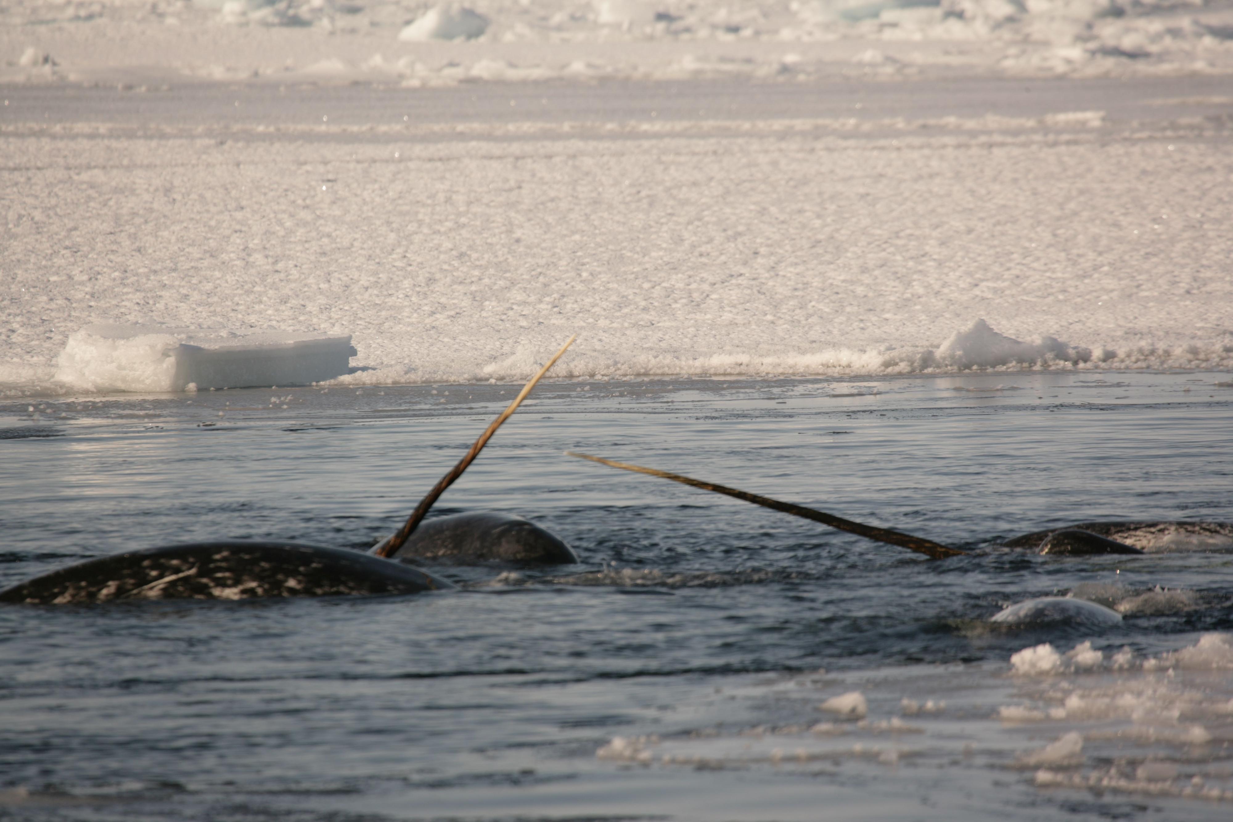 Narwhal tusks are twisty, magical mathematical marvels