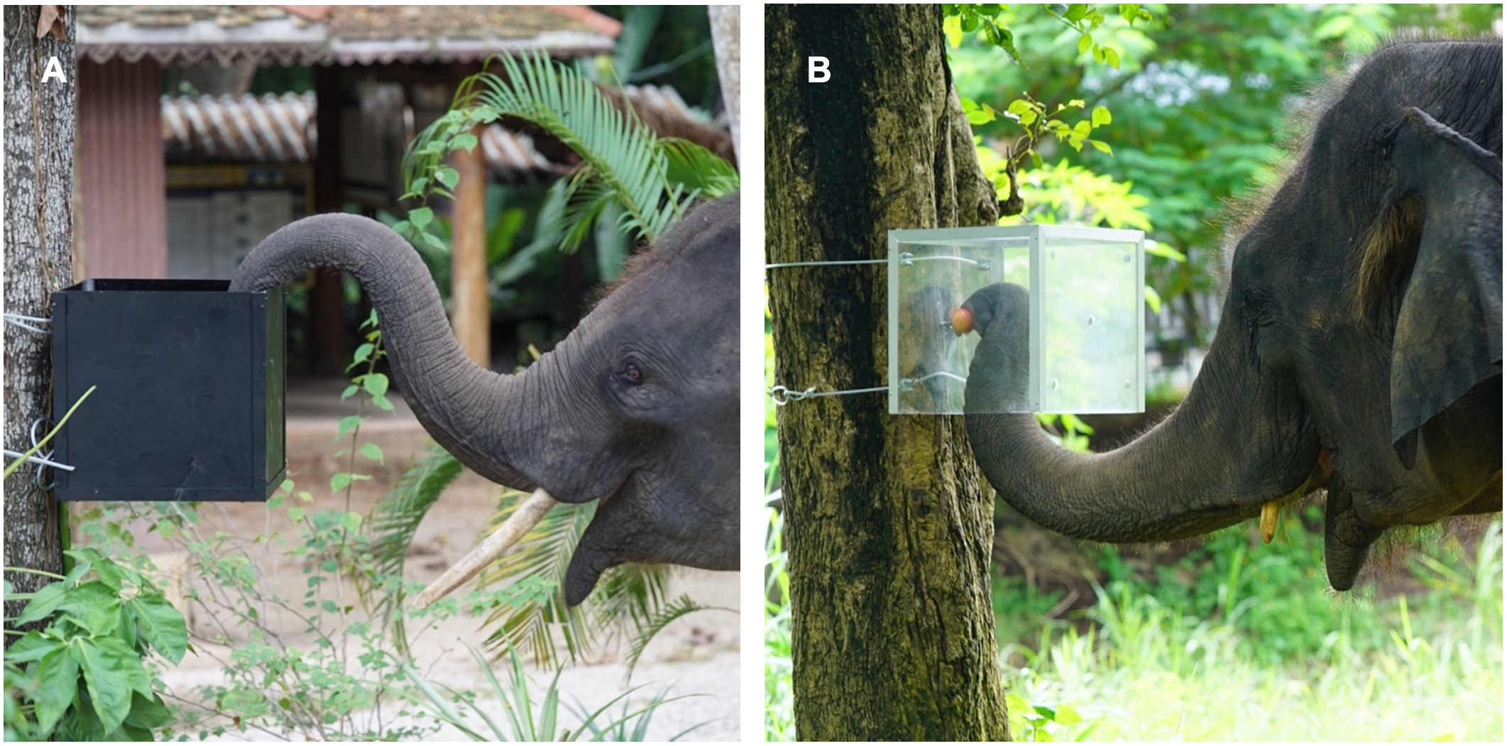 Smart elephants can look before they leap