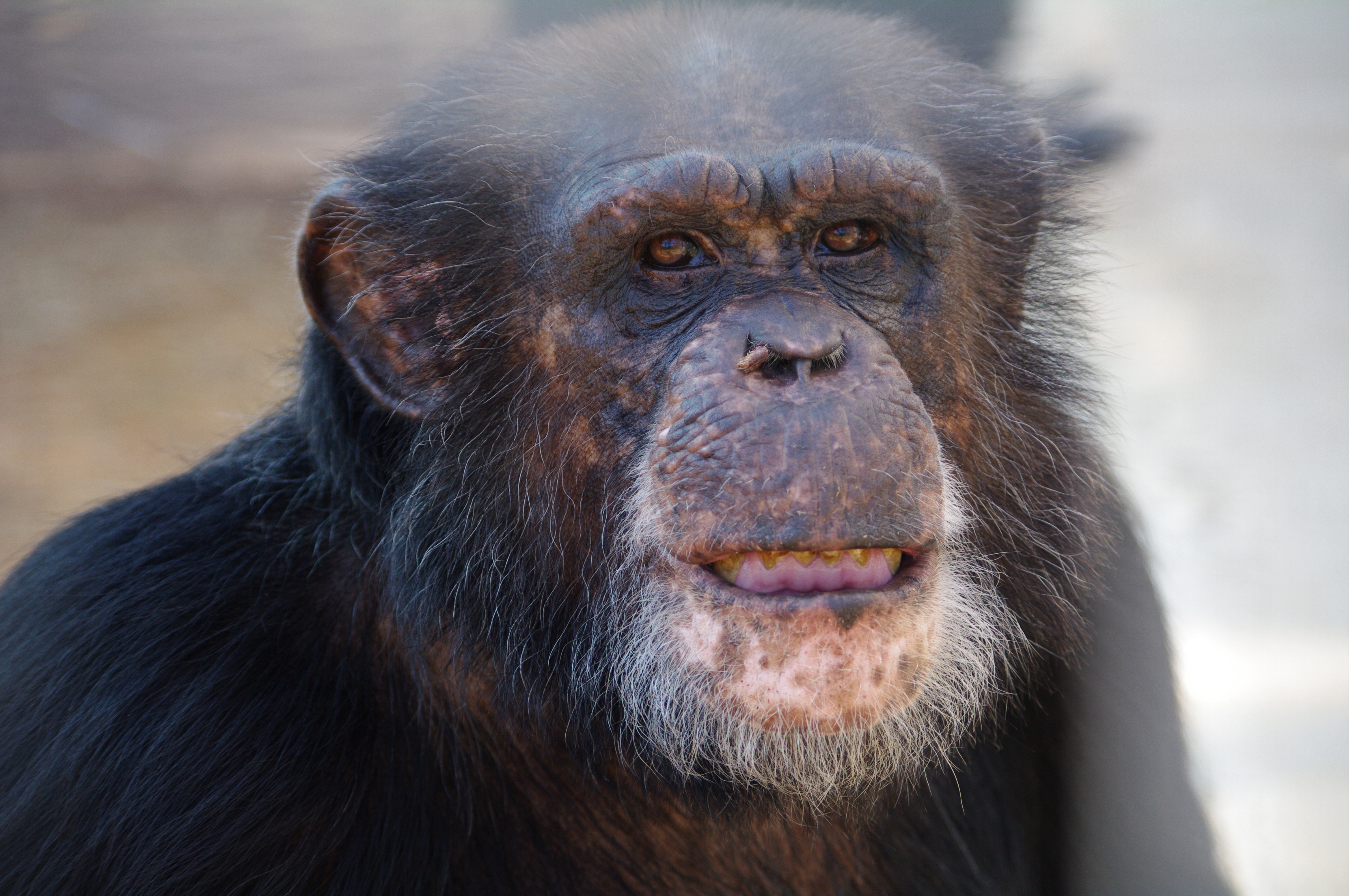 Blind chimp in Louisiana regains sight after cataract surgery