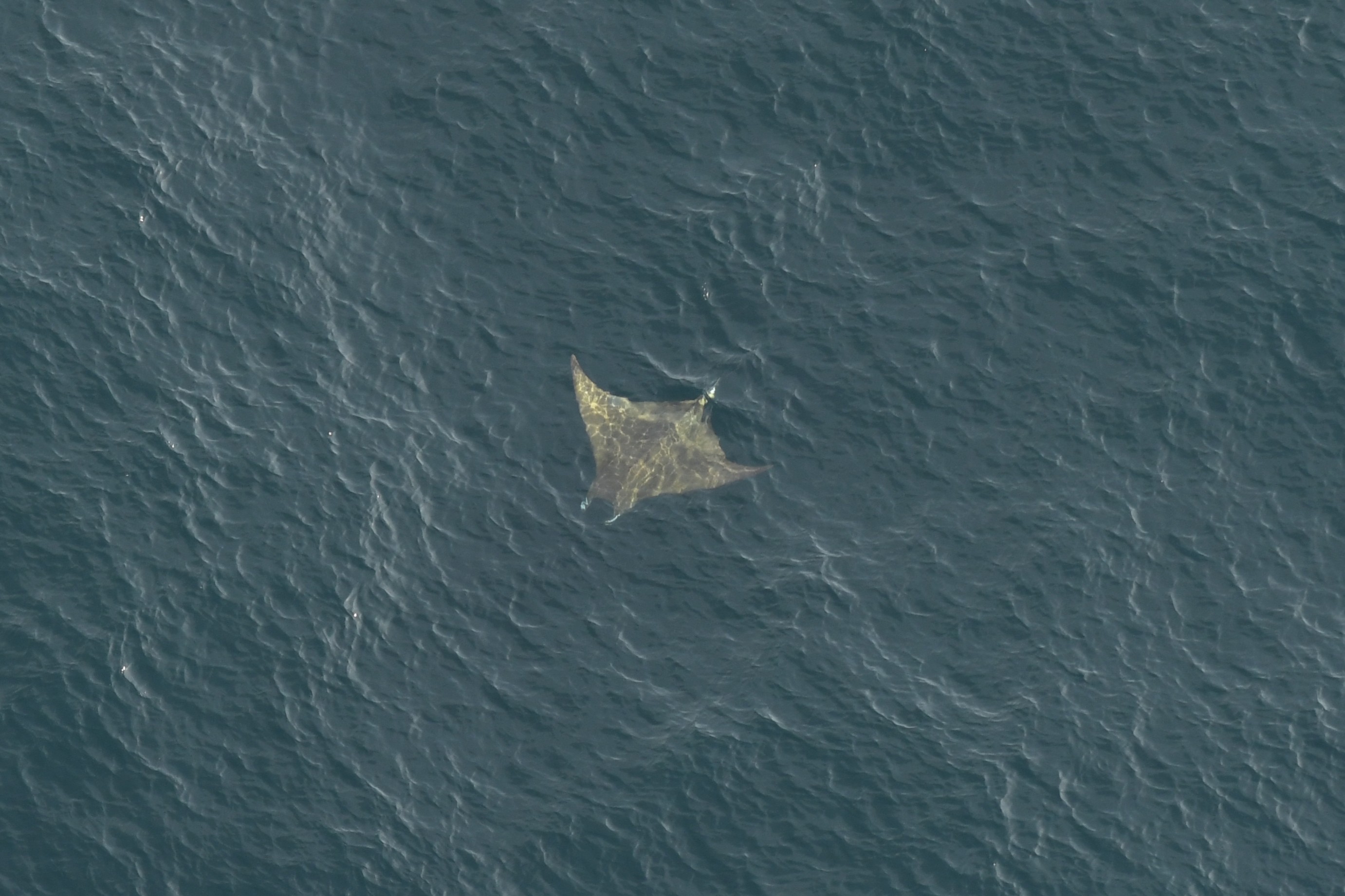 ‘One of the ocean’s best-kept secrets’ spotted near Massachusetts