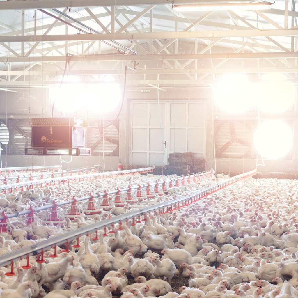 Trace minerals as a solution in poultry nutrition