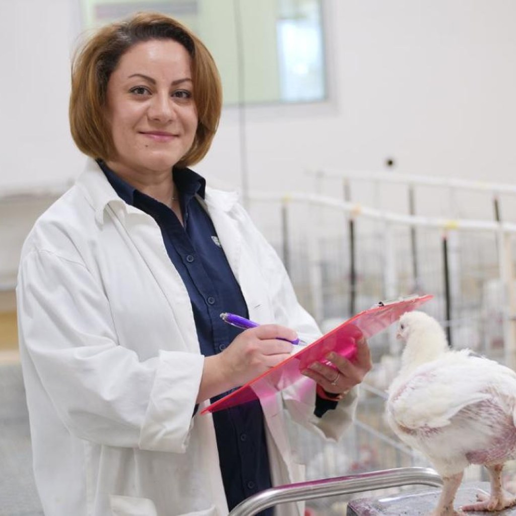 Could Australia’s chickens benefit from a homegrown alternative to soy?