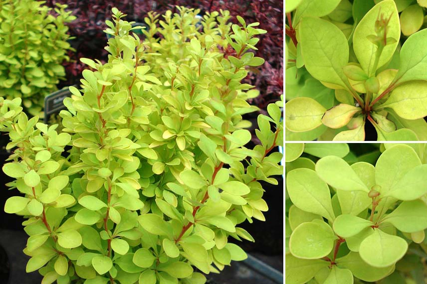 10 Arbustes A Feuillage Jaune Dore Pour Illuminer Le Jardin