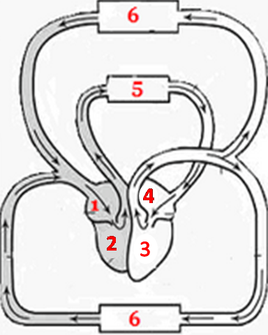 Latihan Ujian Sekolah Kelas VI Mata Pelajaran IPA - ProProfs Quiz