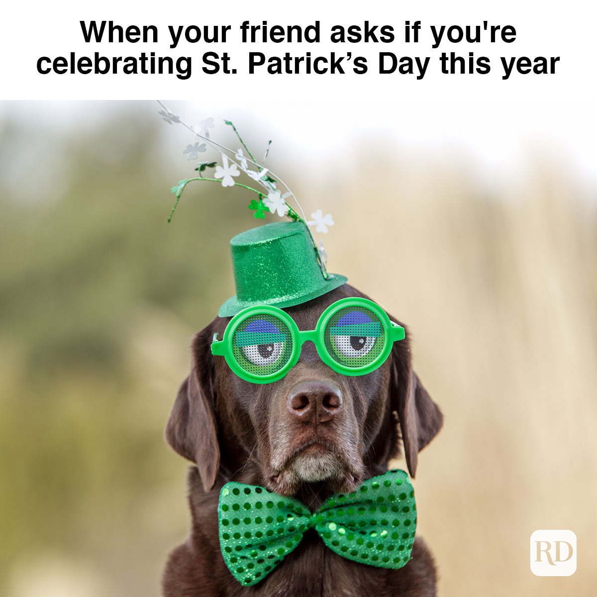 Collection 32+ Images happy st. patrick’s day images funny Updated