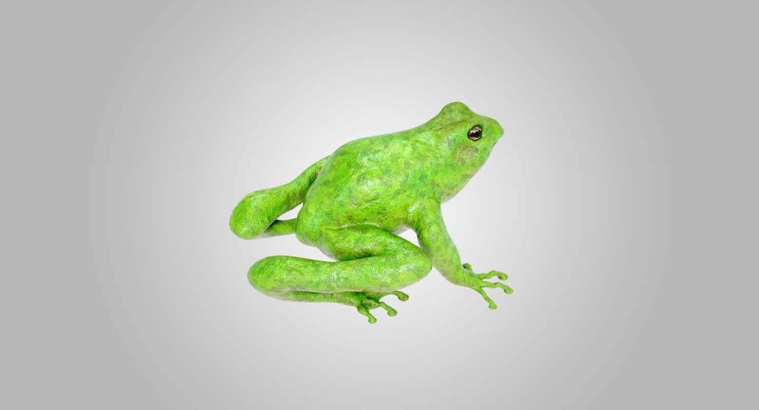 Frog 3d Model