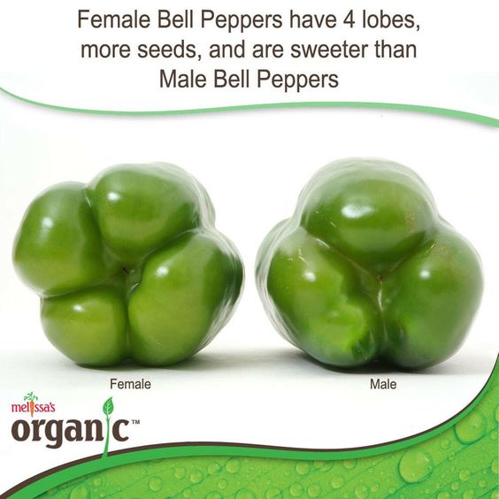 Collection 32+ Photos how to tell if a pepper is male or female Updated