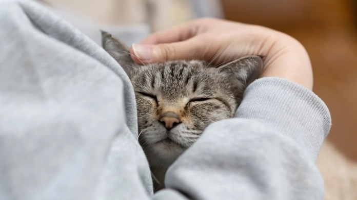 Ideas for Selecting and Vetting a Cat Sitter