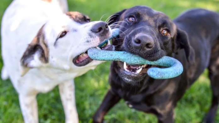 Questions To Ask Earlier than Boarding Your Canine