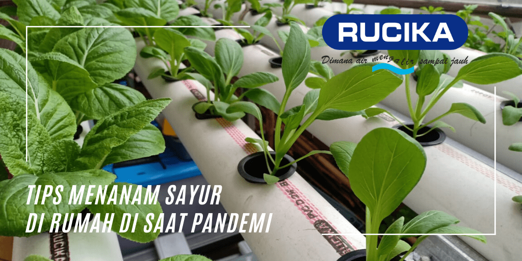 Tips Menanam Sayur di Rumah Di Saat Pandemi