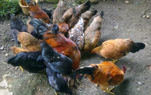 Manfaat Ternak Ayam Kampung Yang Perlu Anda Ketahui