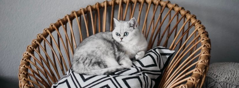 17 Hewan Peliharaan yang Mudah Dirawat di Rumah - Blog Ruparupa