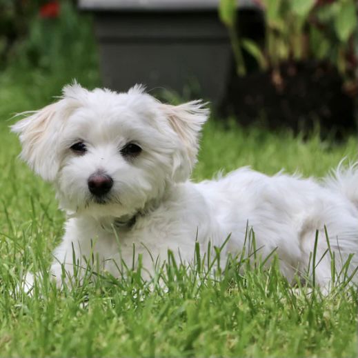 27 Jenis Anjing Ras Peliharaan untuk Di Rumah - Blog Ruparupa