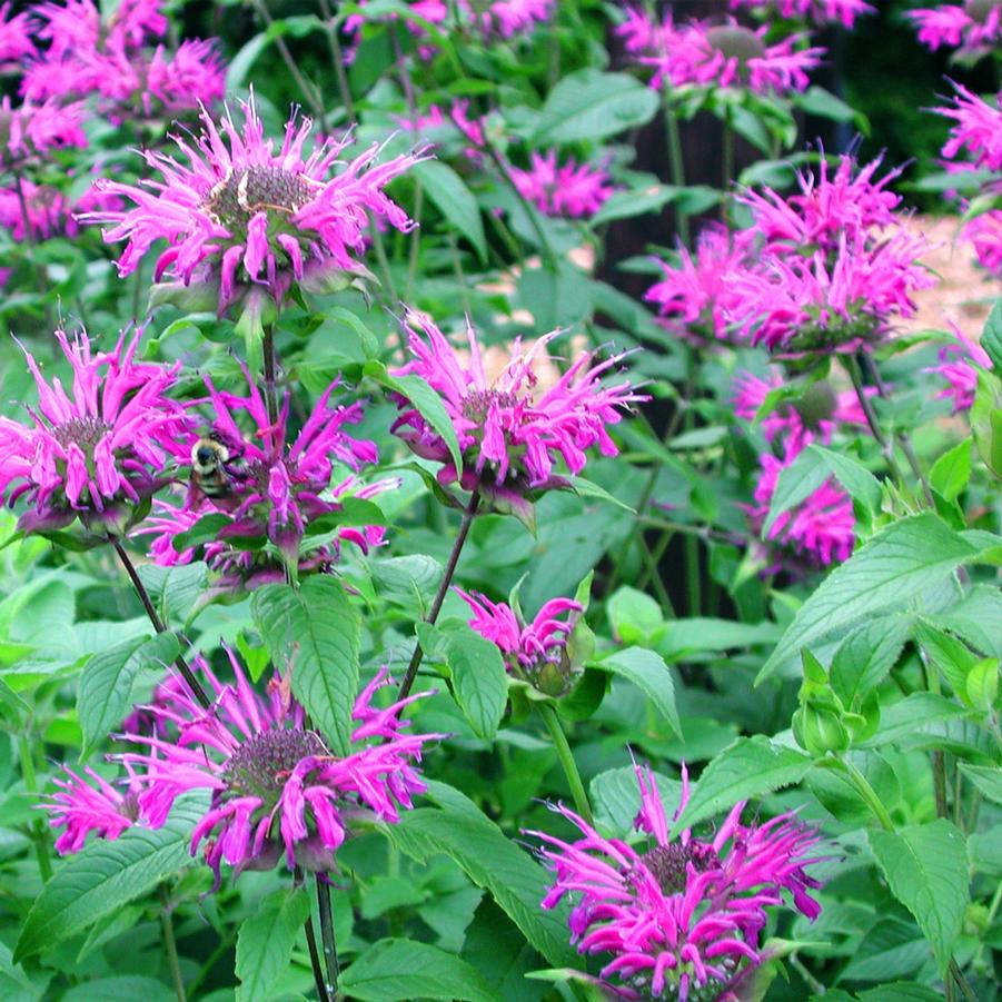 Monarda blue stocking