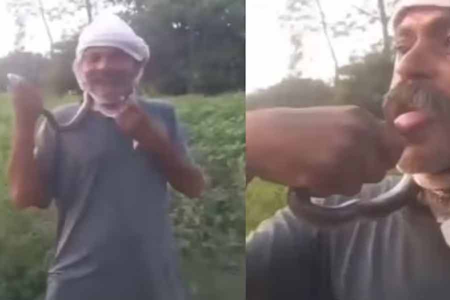 এক ছোবলেই…, রিলসের নেশায় সাপকে চুমু! কী হাল হল প্রৌঢ়ের?