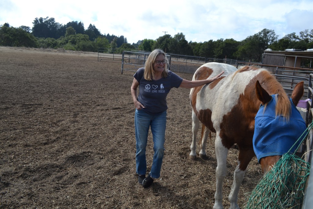 Pregnant Mare Rescue Faces Closure Without Urgent ,000 Fundraiser to Save Sanctuary
