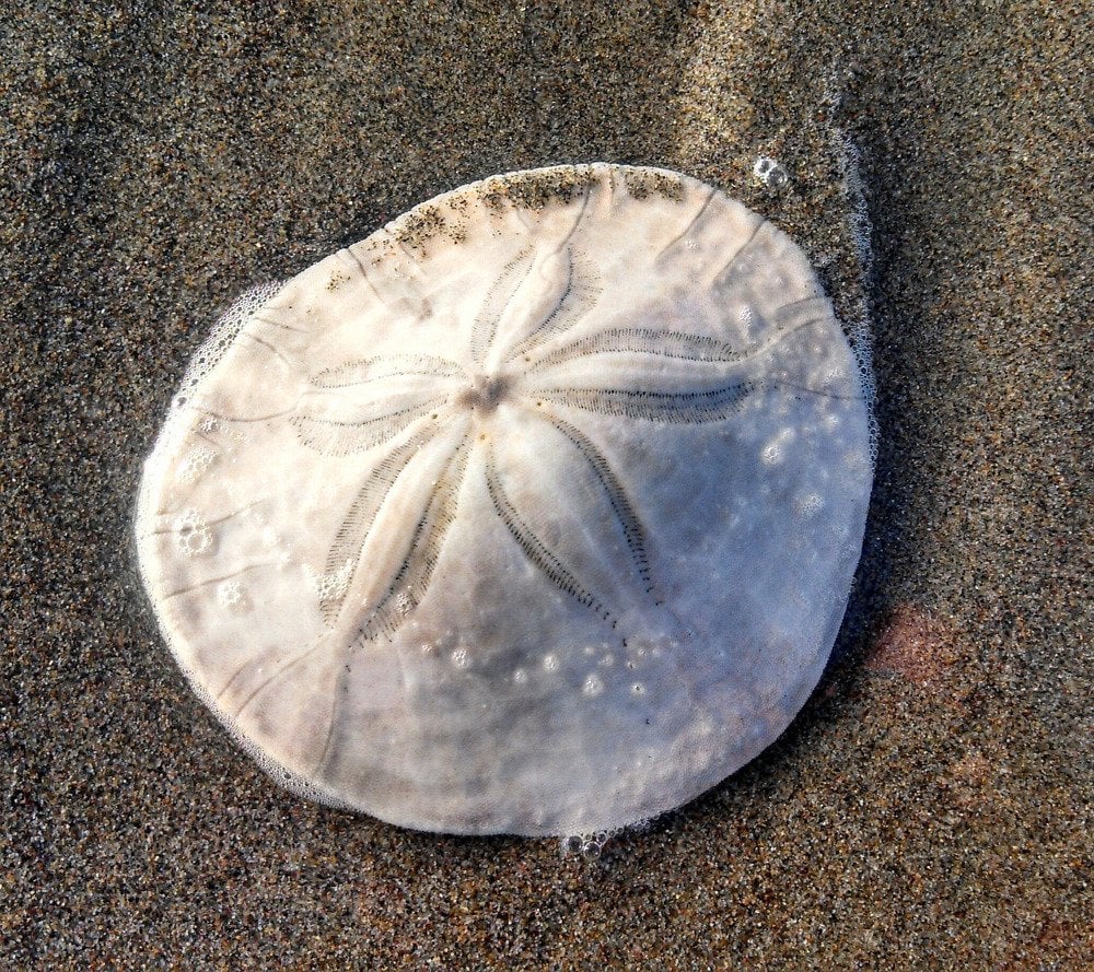 Top 32+ Stock Photos show me a picture of a sand dollar Excellent