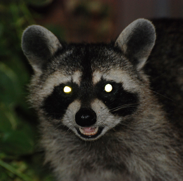 Collection 32+ Stock Photos what animal has orange eyes in the dark Sharp