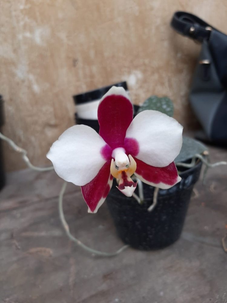 Bunga Anggrek (JENIS, GAMBAR, BUDIDAYA, CARA MERAWAT)