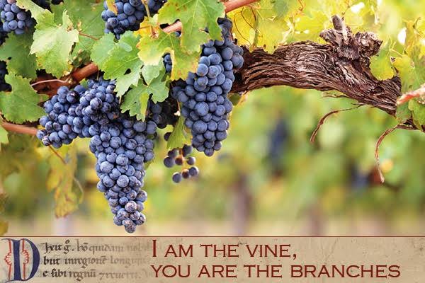 Lectio Divina 05.05.2021 – Tinggallah dalam Pokok Anggur | SESAWI.NET