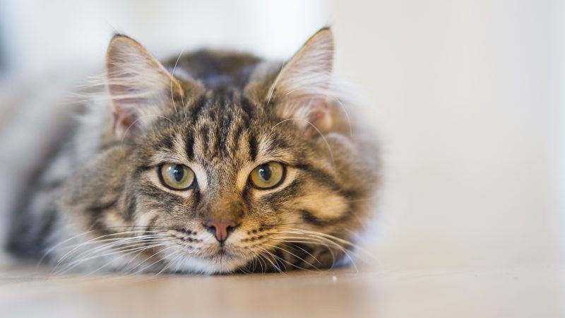 Tatuaggio Gatto: Cosa Significa E Qual È La Sua Simbologia?