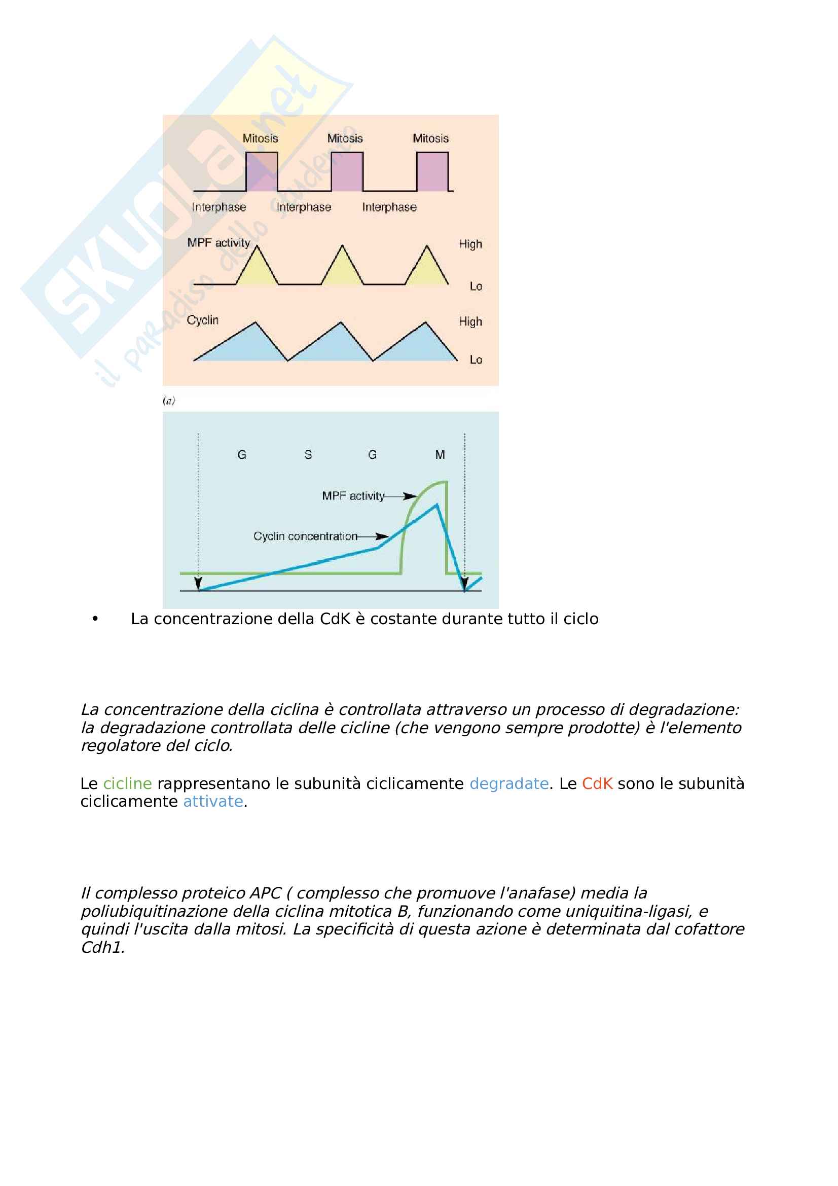 La Regolazione Del Ciclo Cellulare 2339_x_1653_jpg