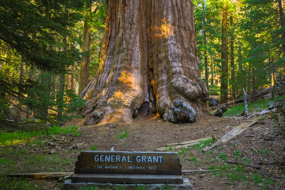 General Grant Tree