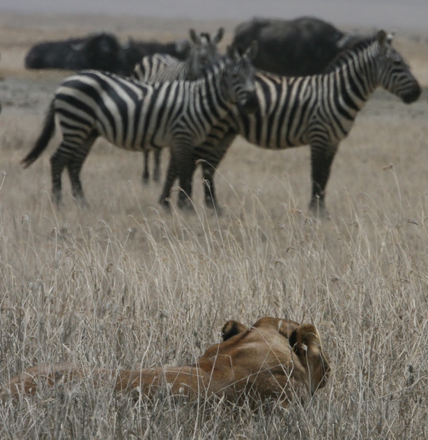 All 32+ Background Images a lion that eats a zebra that ate grass is a Updated