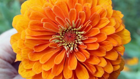 zinnia orange king