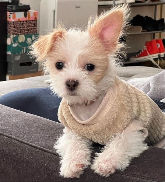Top 32+ Stock Photos jack russell terrier mixed with shih tzu Updated