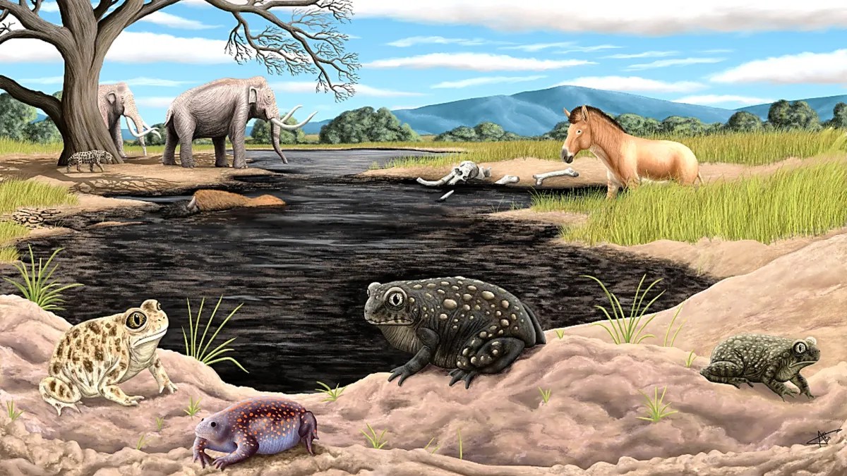 Extinct ice age toad found at La Brea Tar Pits rewriting Los Angeles’ climate history