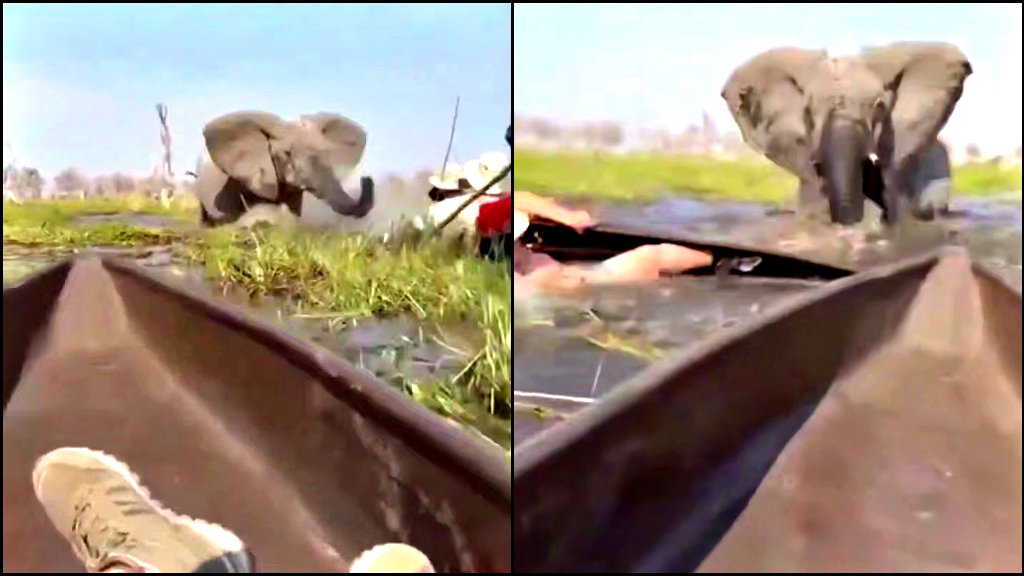 WATCH: Terrifying Footage Shows Raging Elephant Charging at British and American Tourists in Botswana | The Gateway Pundit